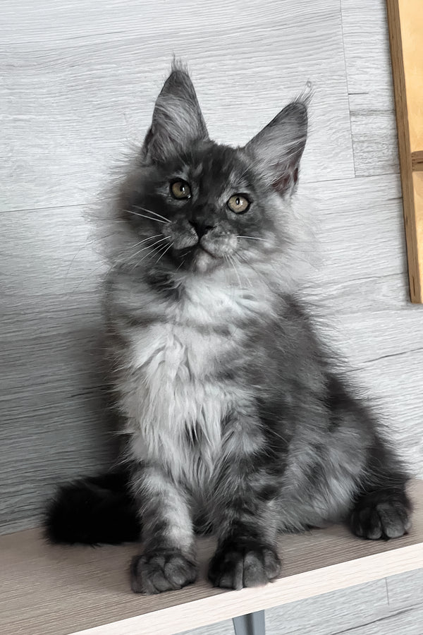 Tim | Maine Coon Kitten