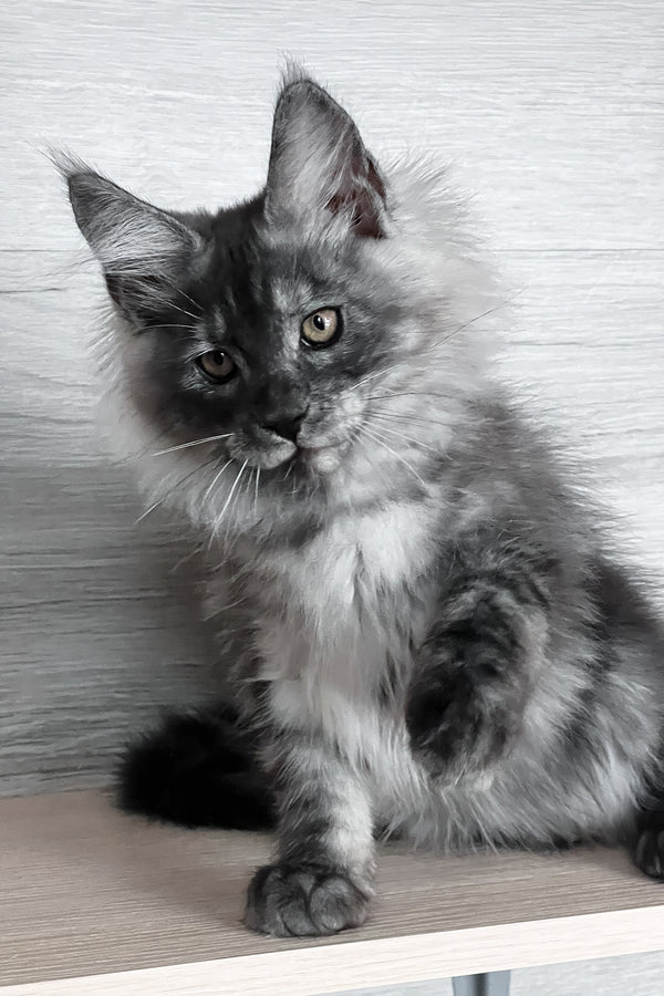 Tim | Maine Coon Kitten
