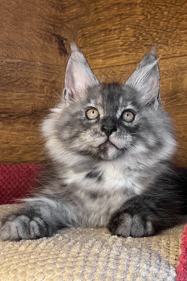Tim | Maine Coon Kitten