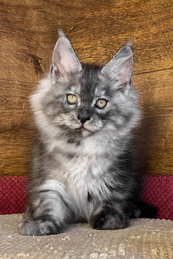 Tim | Maine Coon Kitten