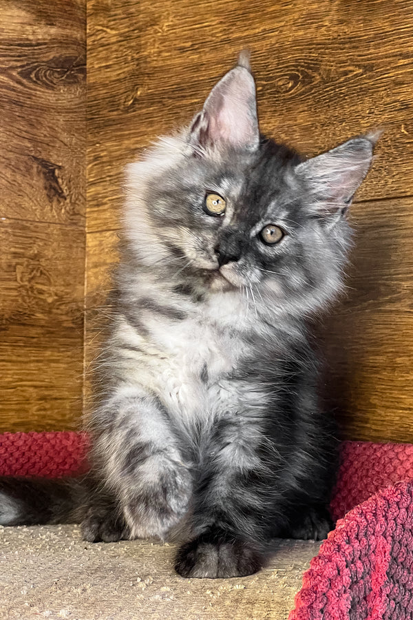 Tim | Maine Coon Kitten