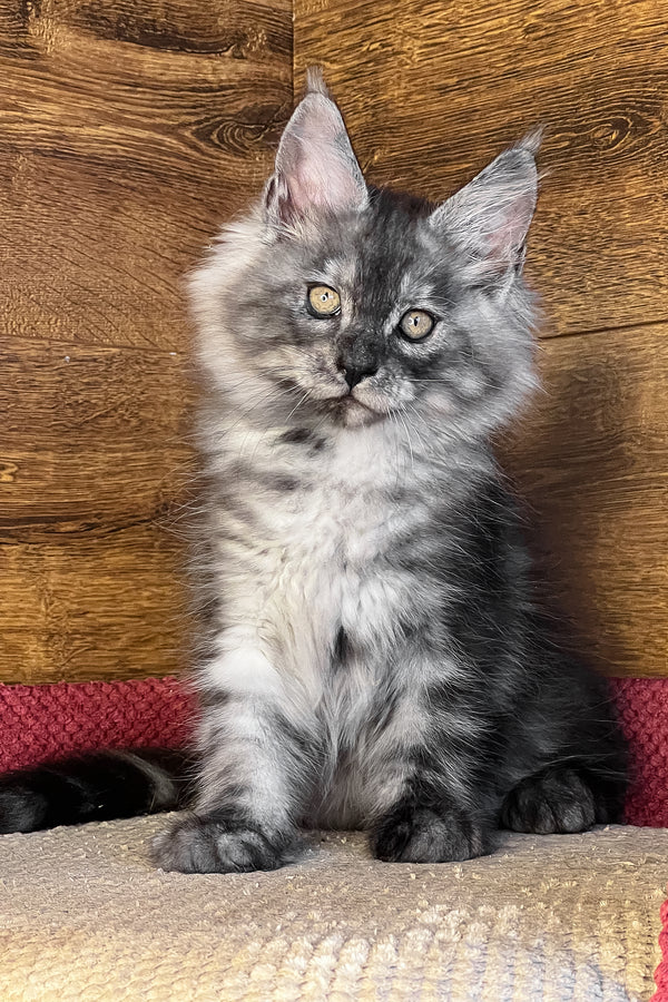 Tim | Maine Coon Kitten