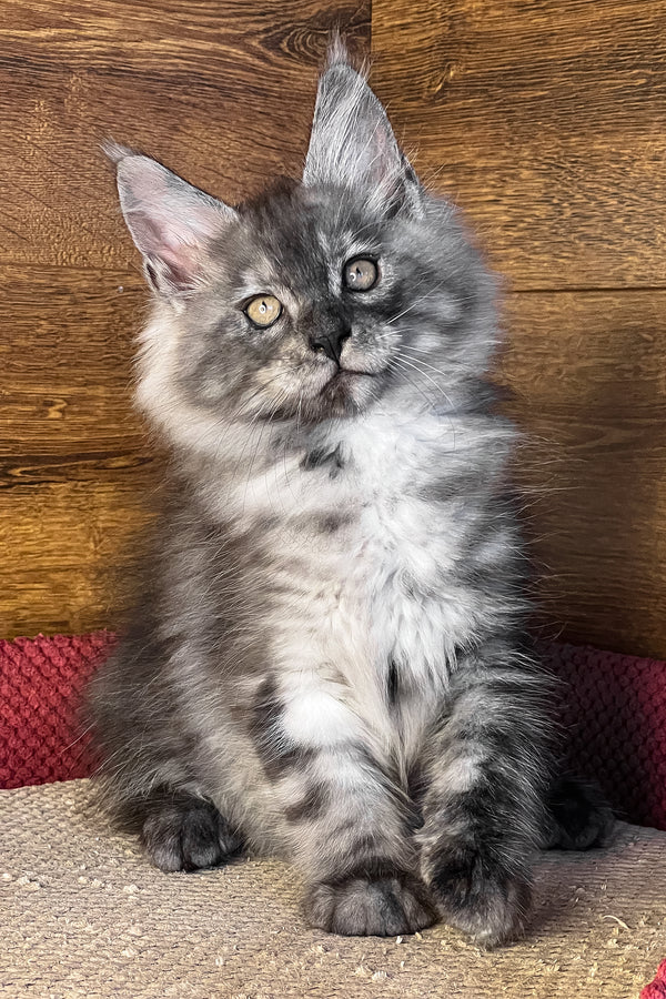 Tim | Maine Coon Kitten