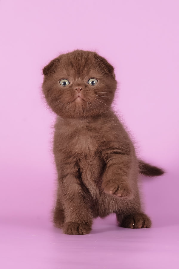 Timon | Scottish Fold Kitten