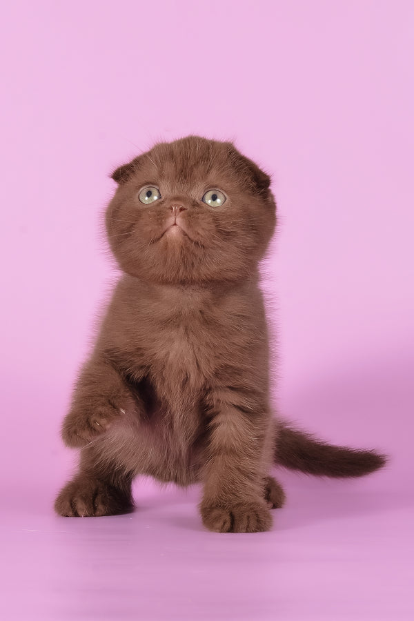 Timon | Scottish Fold Kitten