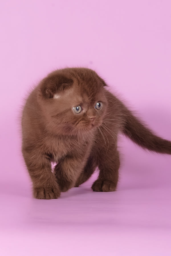 Timon | Scottish Fold Kitten