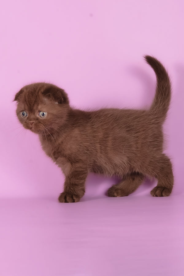 Timon | Scottish Fold Kitten