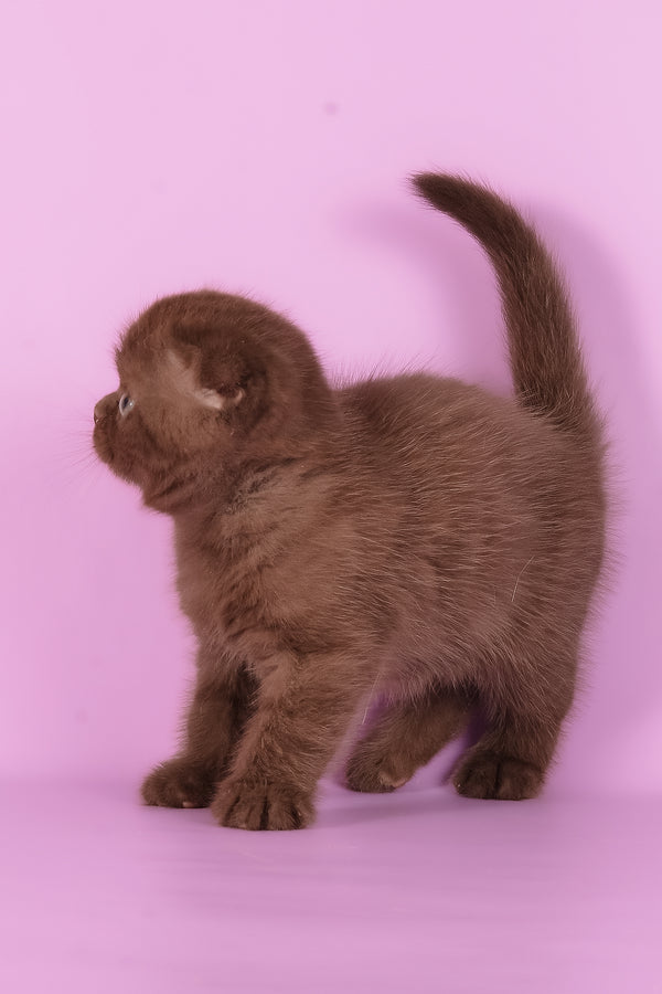 Timon | Scottish Fold Kitten