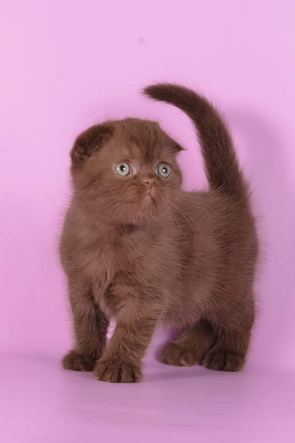 Timon | Scottish Fold Kitten