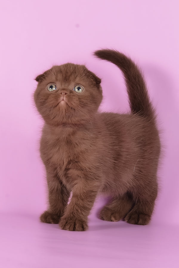 Timon | Scottish Fold Kitten