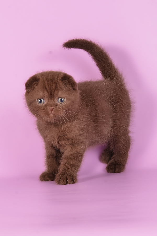 Timon | Scottish Fold Kitten