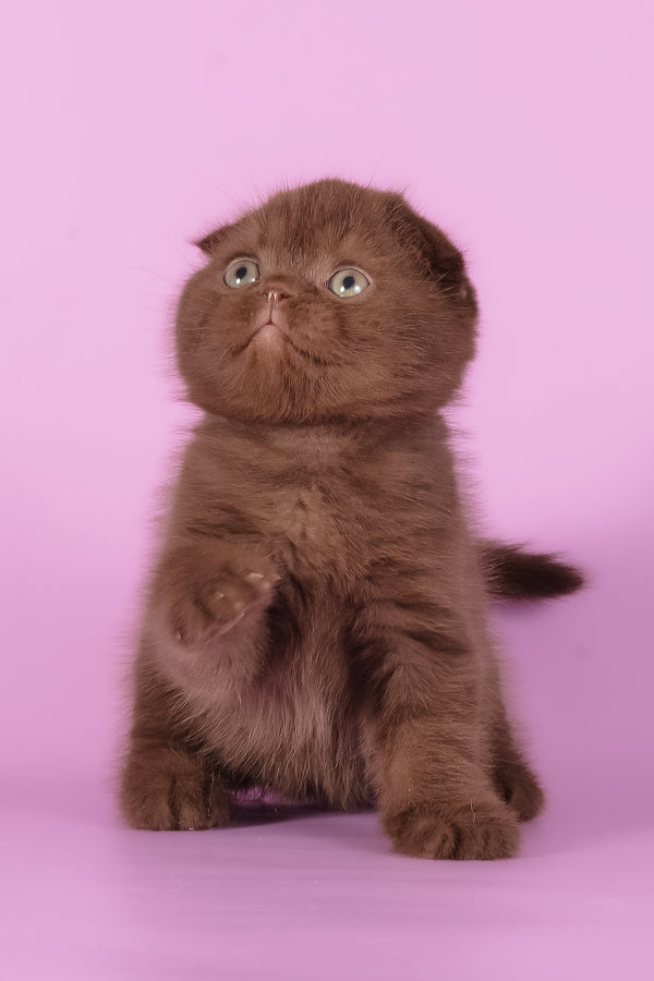 Timon | Scottish Fold Kitten