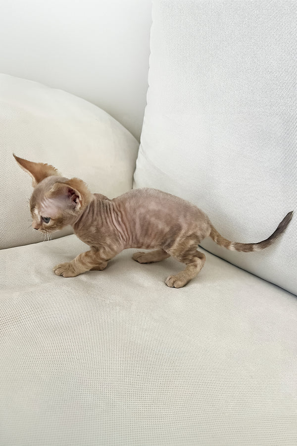Tina | Devon Rex Kitten