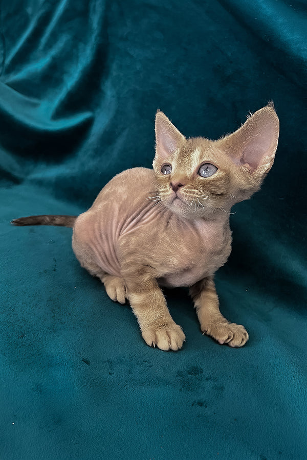 Tina | Devon Rex Kitten