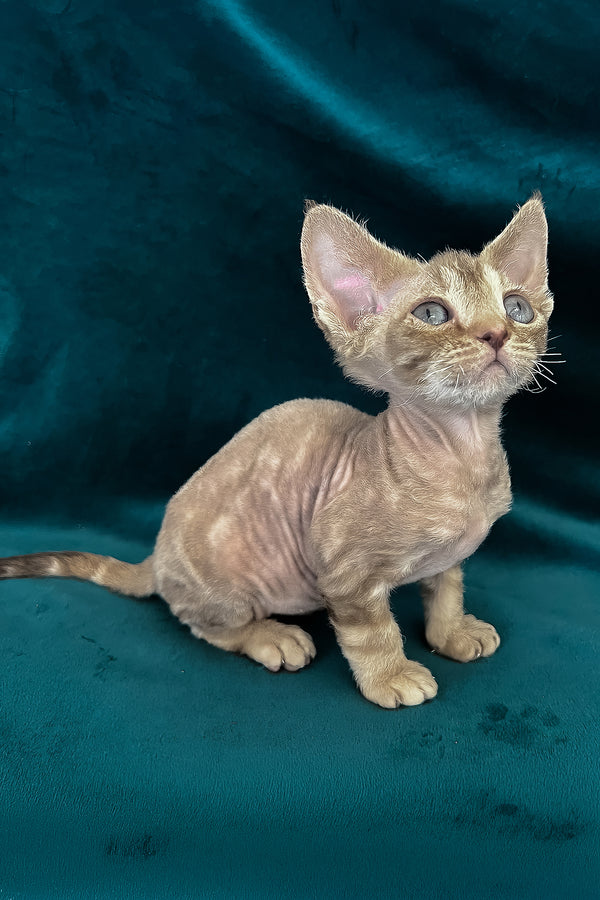 Tina | Devon Rex Kitten