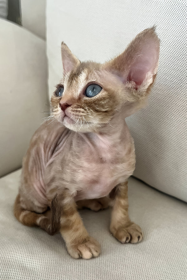 Tina | Devon Rex Kitten
