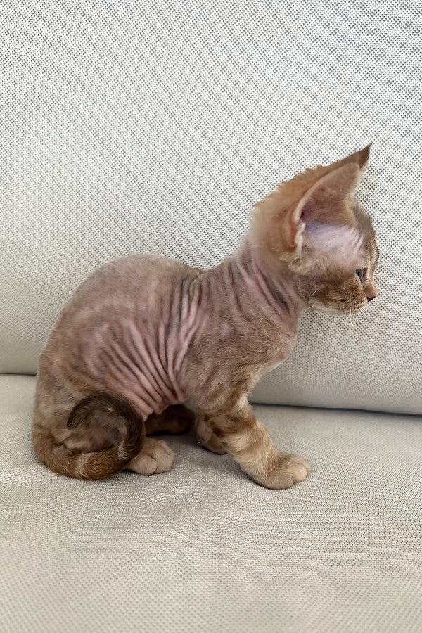Tina | Devon Rex Kitten