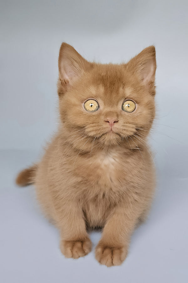 Toma | British Shorthair Kitten
