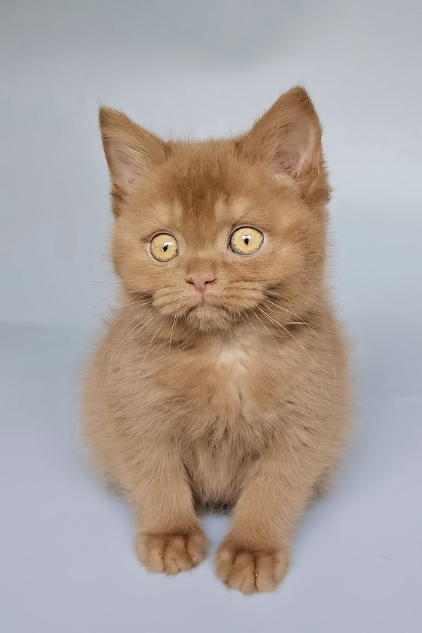 Toma | British Shorthair Kitten