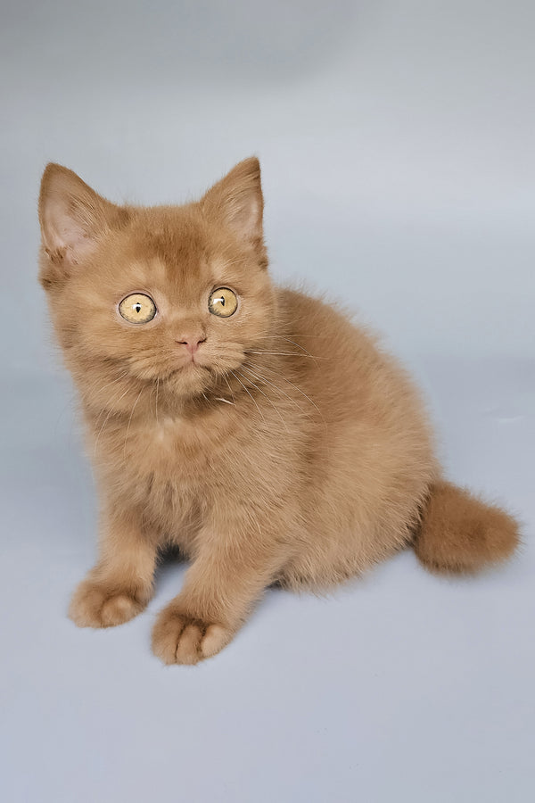 Toma | British Shorthair Kitten