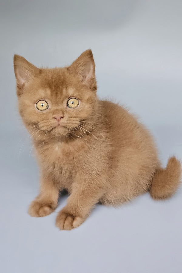 Toma | British Shorthair Kitten
