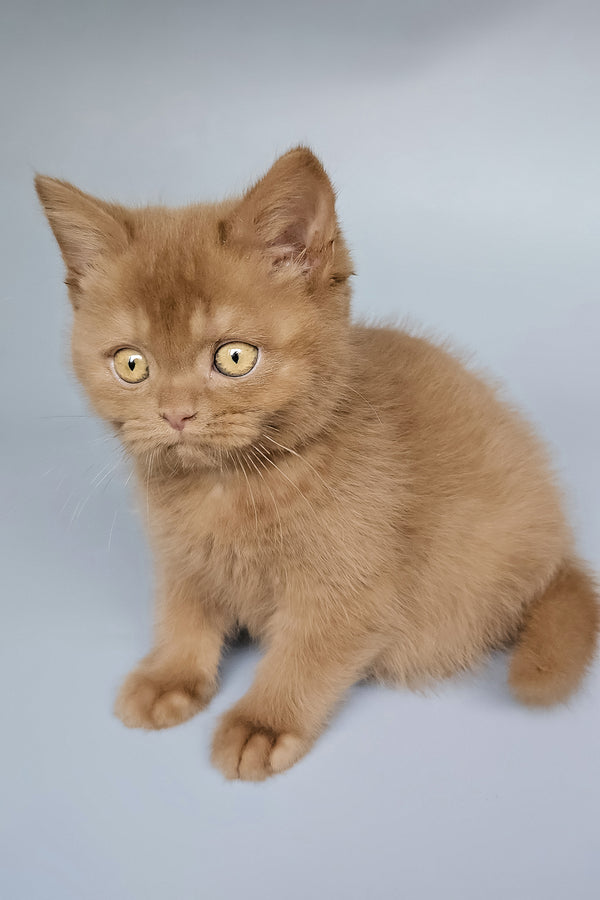 Toma | British Shorthair Kitten