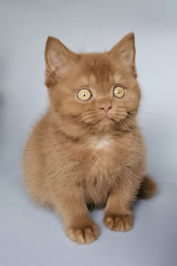 Toma | British Shorthair Kitten