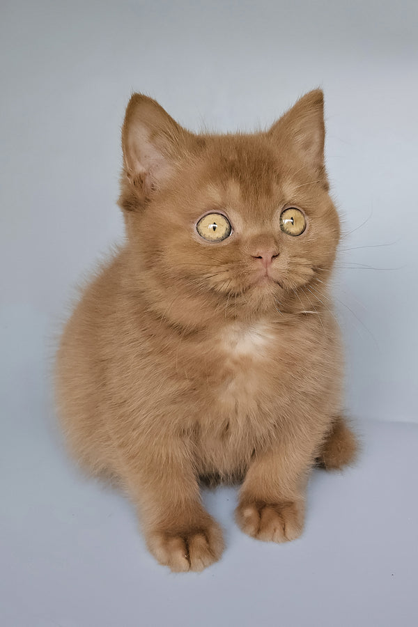 Toma | British Shorthair Kitten