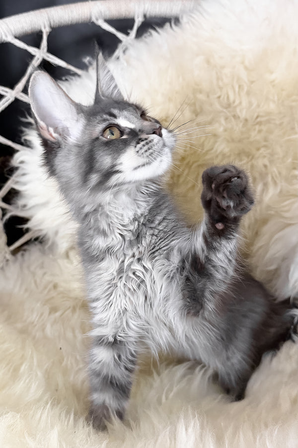 Tomas | Maine Coon Kitten