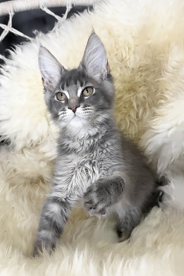 Tomas | Maine Coon Kitten