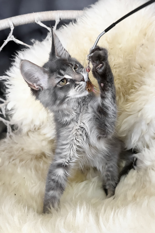 Tomas | Maine Coon Kitten