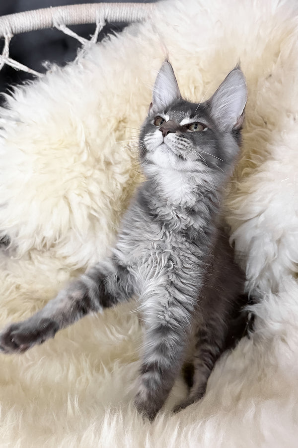 Tomas | Maine Coon Kitten