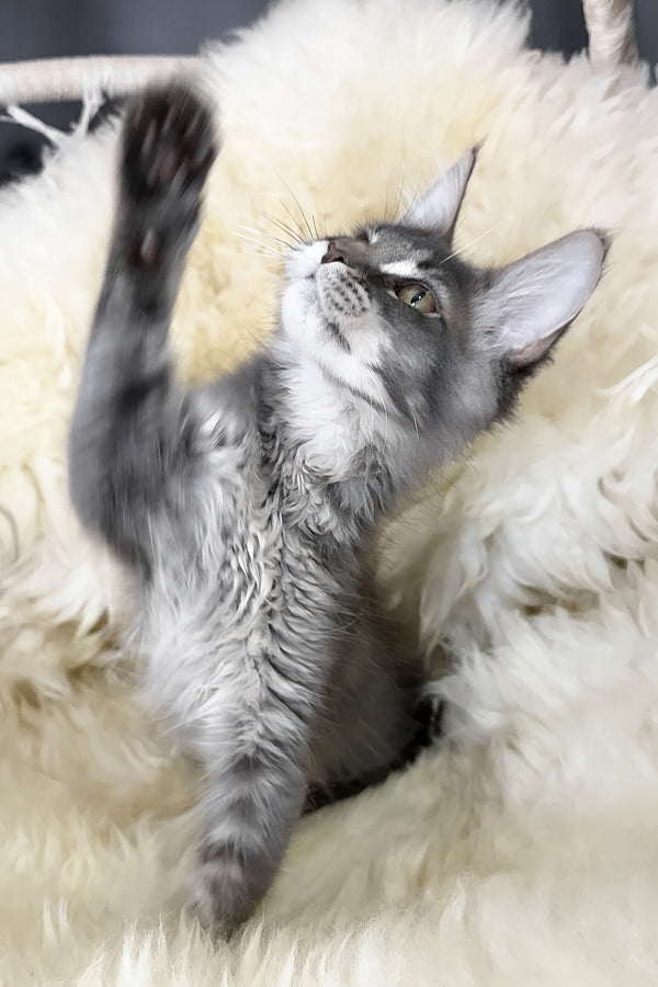Tomas | Maine Coon Kitten