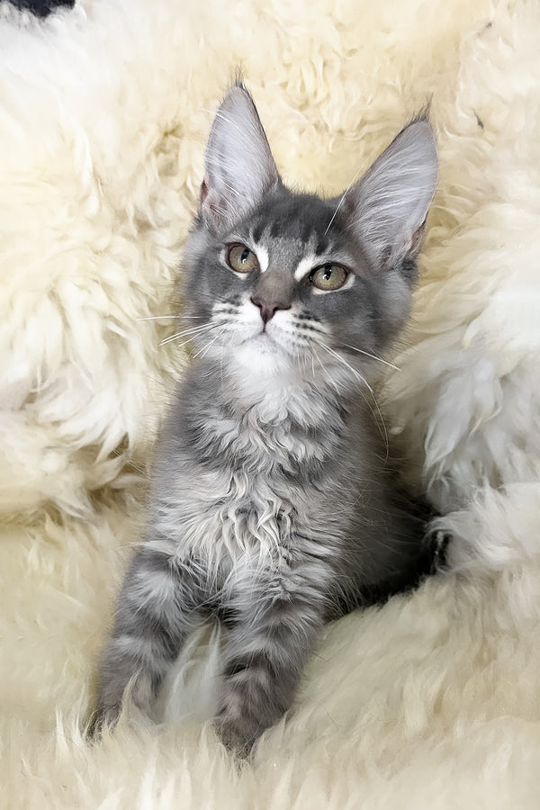 Tomas | Maine Coon Kitten