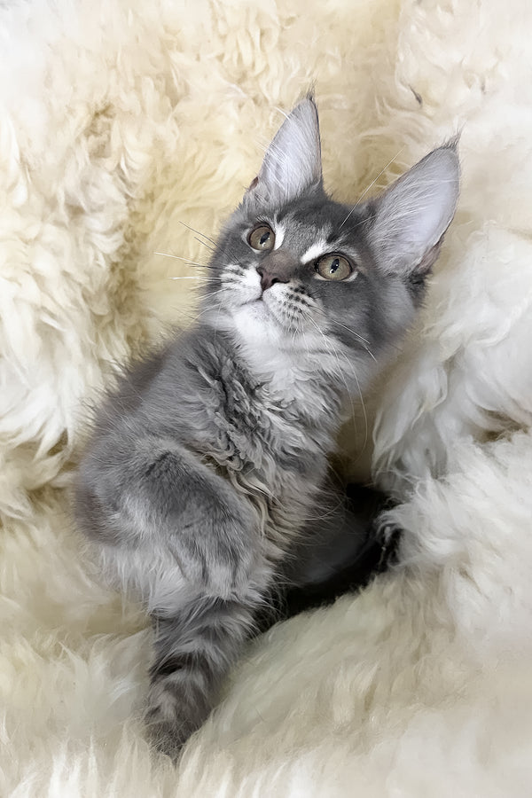 Tomas | Maine Coon Kitten
