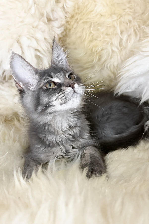 Tomas | Maine Coon Kitten