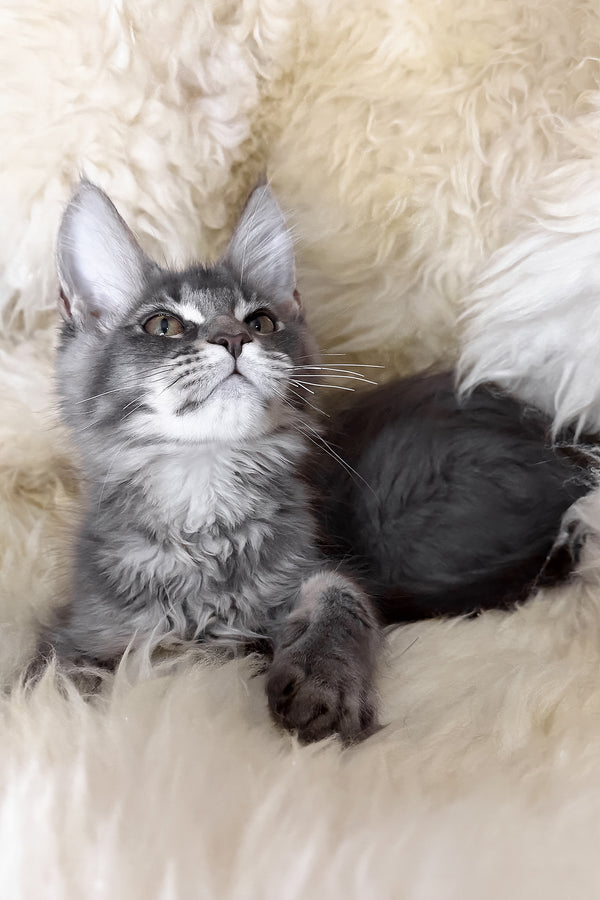 Tomas | Maine Coon Kitten