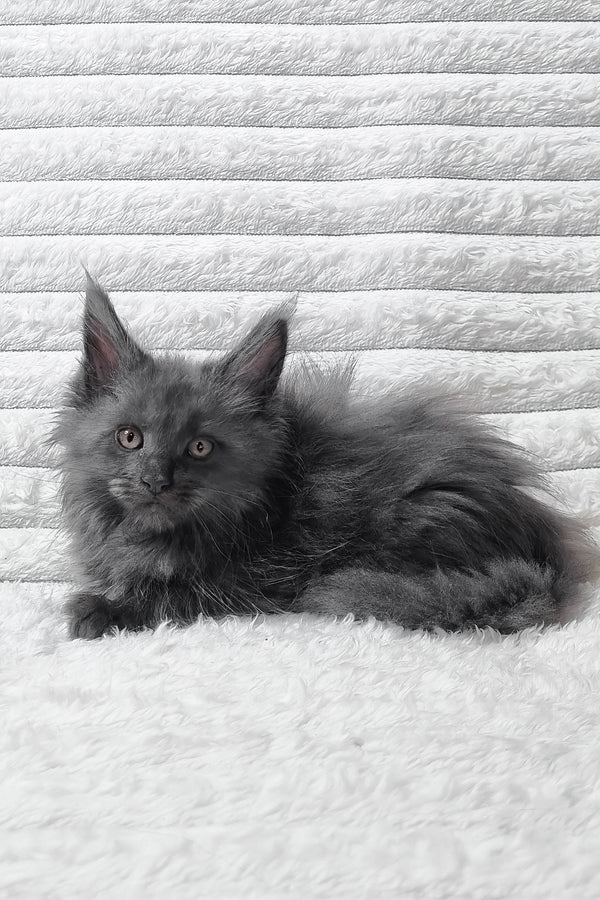 Tora | Maine Coon Kitten