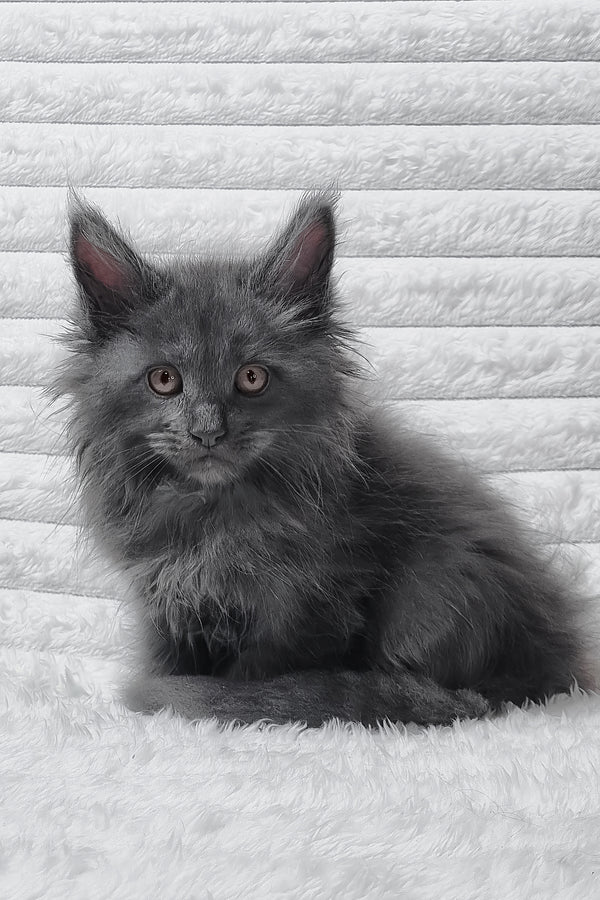 Tora | Maine Coon Kitten