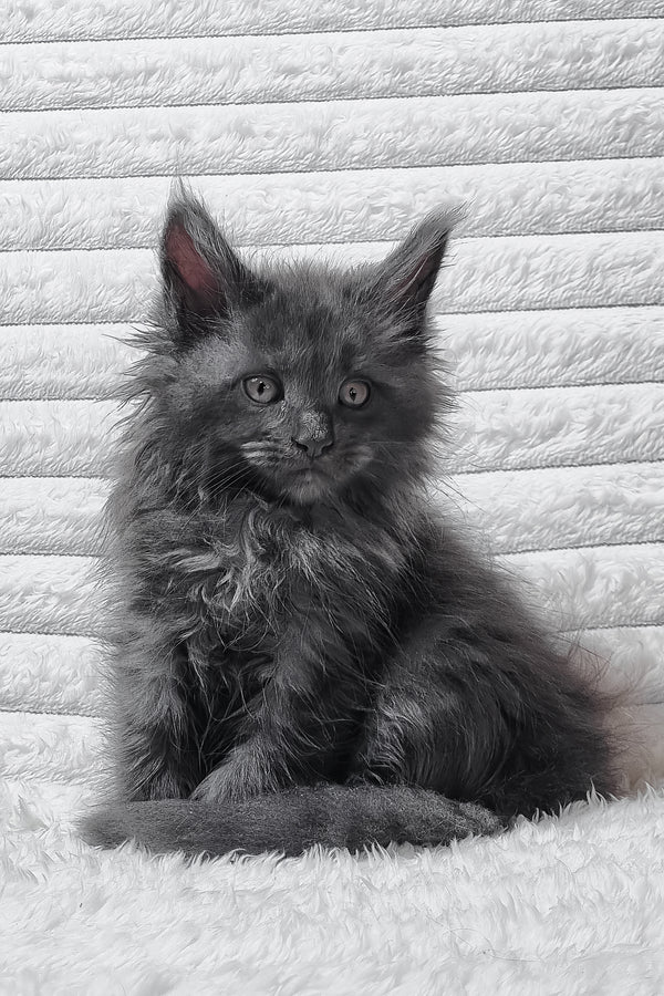 Tora | Maine Coon Kitten