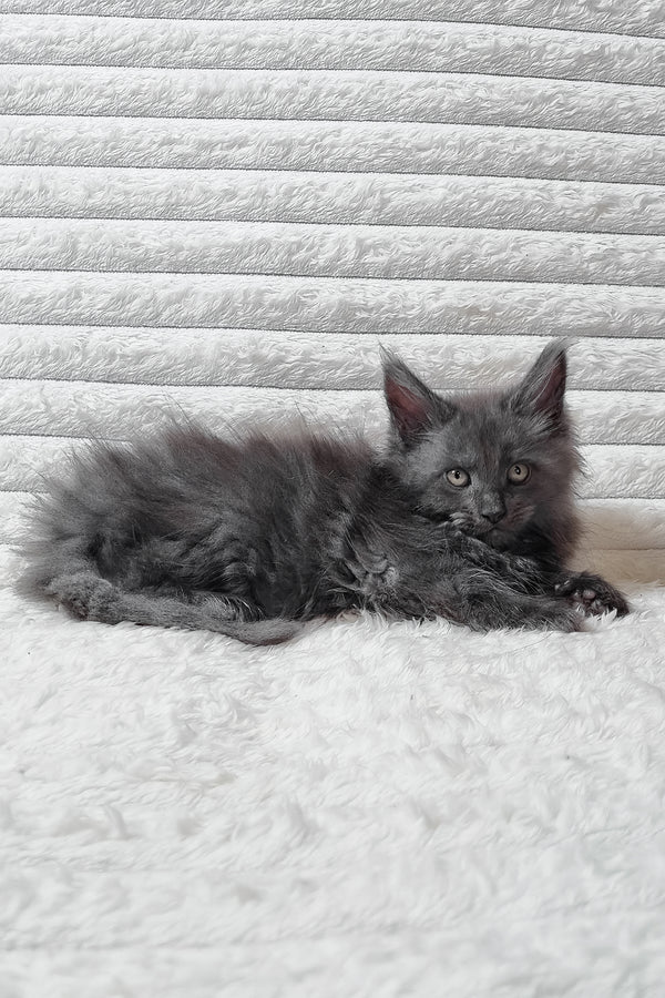 Tora | Maine Coon Kitten