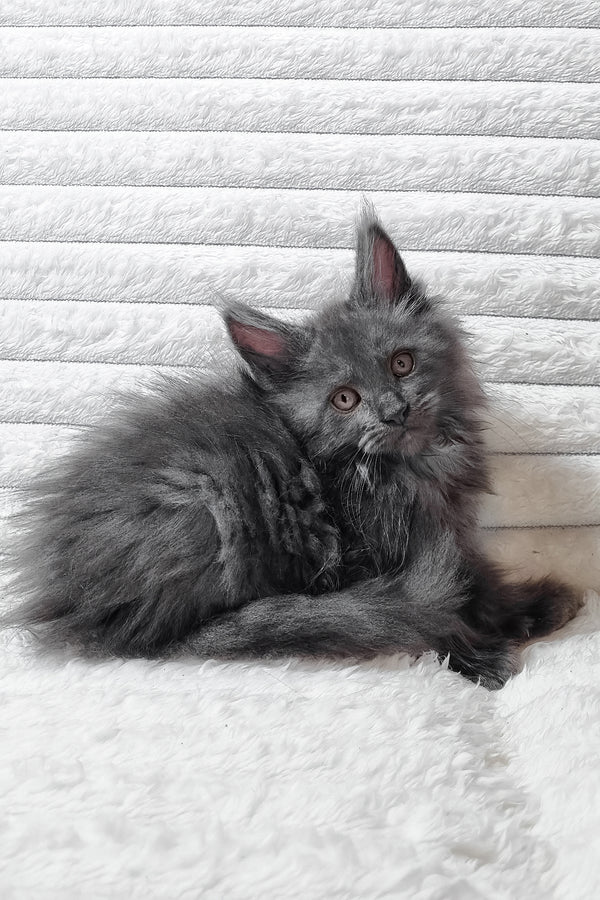 Tora | Maine Coon Kitten