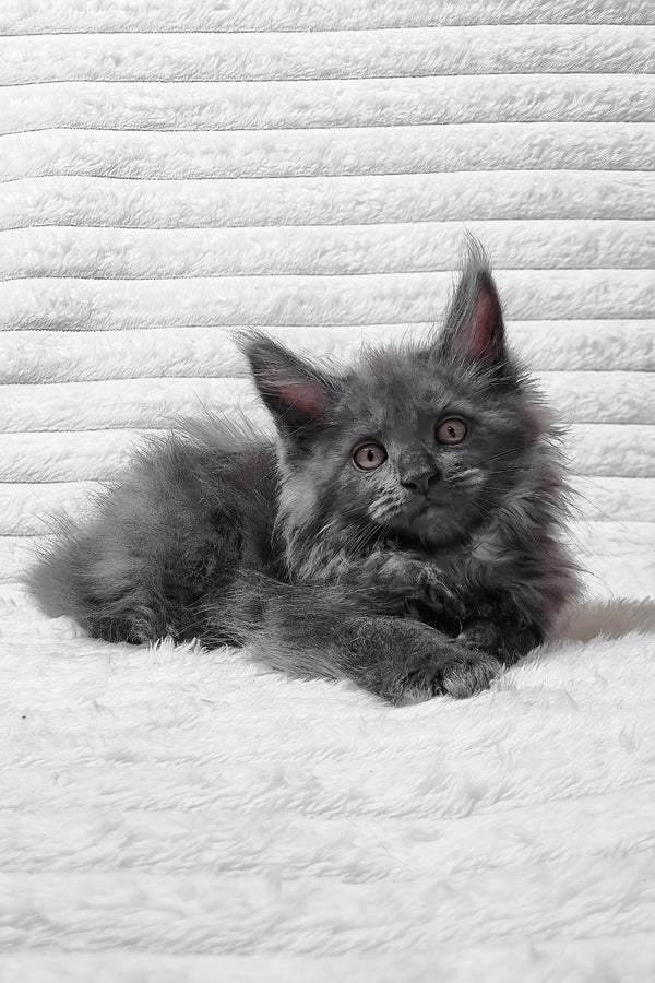 Tora | Maine Coon Kitten