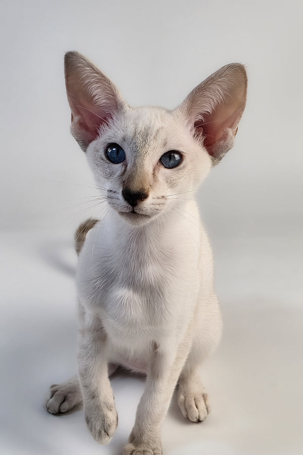 Tori | Oriental Shorthair Kitten