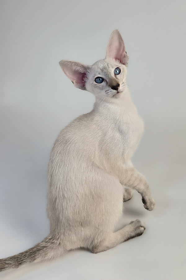 Tori | Oriental Shorthair Kitten