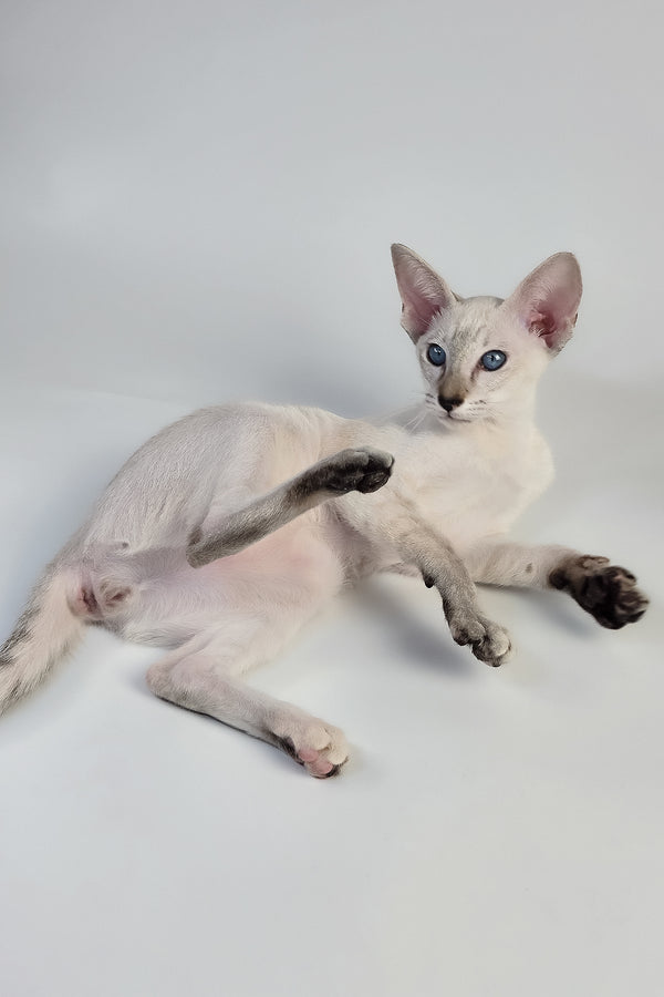 Tori | Oriental Shorthair Kitten