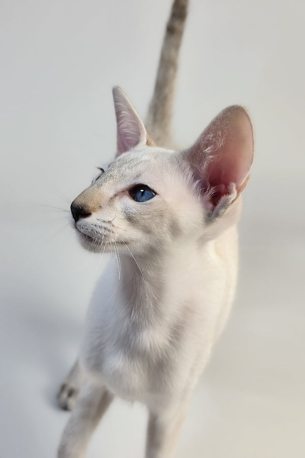 Tori | Oriental Shorthair Kitten