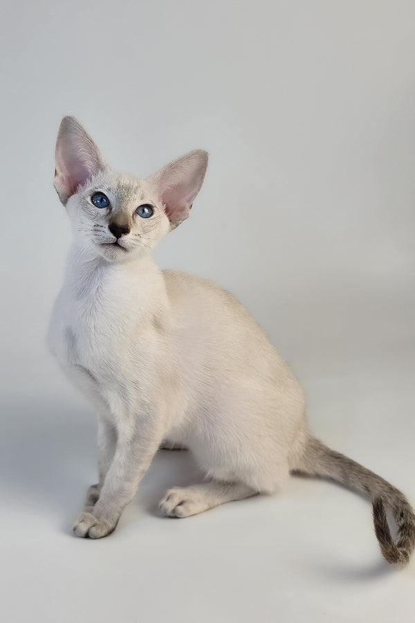 Tori | Oriental Shorthair Kitten