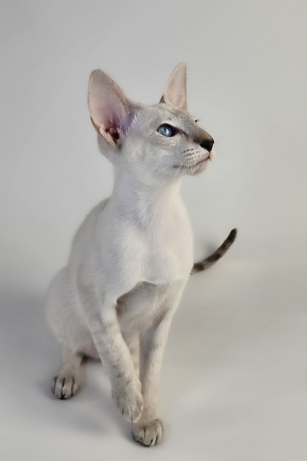 Tori | Oriental Shorthair Kitten