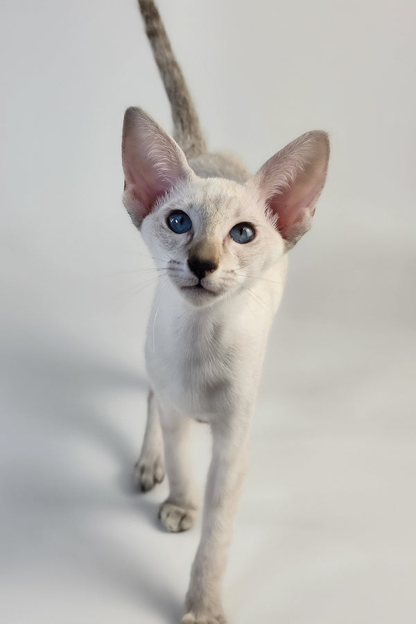 Tori | Oriental Shorthair Kitten